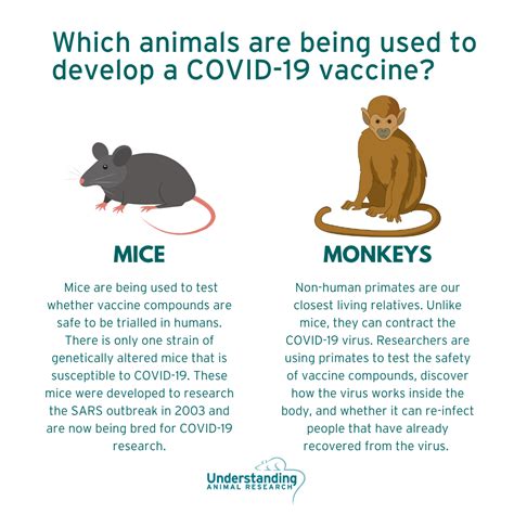 Cdc Covid Animal Testing