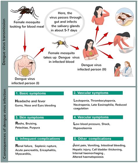 cdc dengue fever pdf