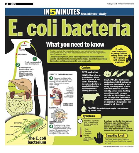 cdc e coli guidelines