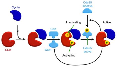 cdk-activating kinase