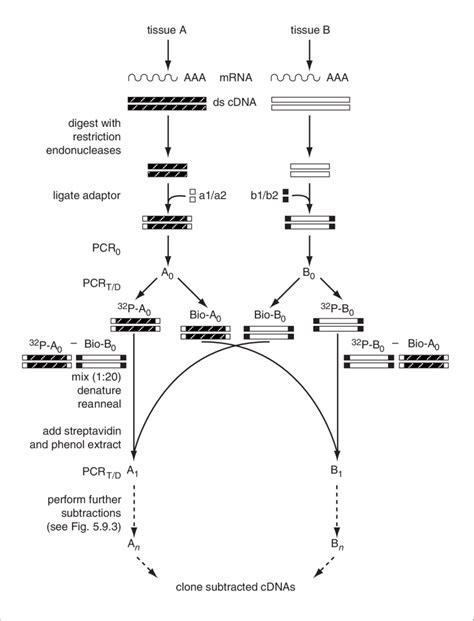 Cdna Cloning Pcr