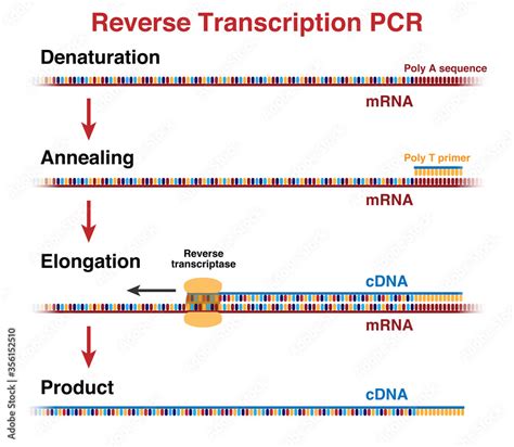 Cdna From Mrna