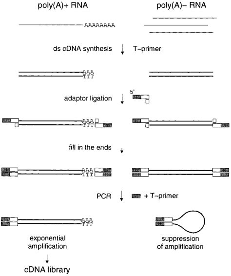 Cdna Library Amplification