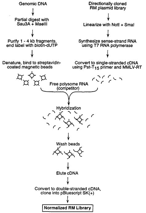 Cdna Normalization