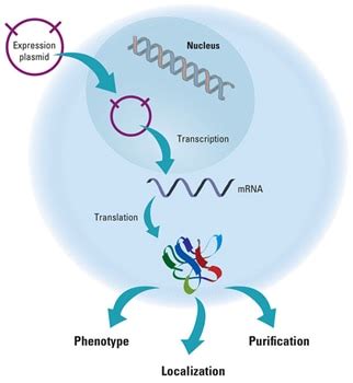 Cdna Overexpression