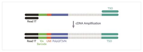 Cdna Purification