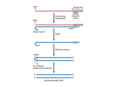 Cdna Synthesis Single Or Double Stranded