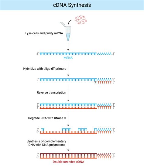 Cdna Synthesis Using Gene Specific Primers