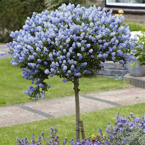 Pair of Hardy Californian Lilac Ceanothus Standard Trees