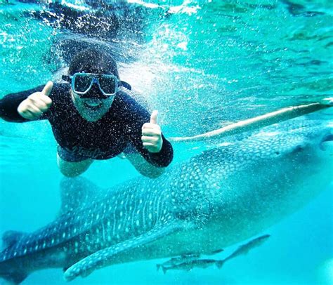 cebu swimming with whale sharks