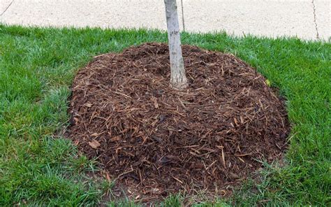 Cedar Mulch Around Oak Trees