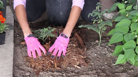 Cedar Mulch For Vegetable Garden