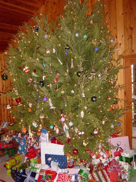 Cedar Tree As Christmas Tree