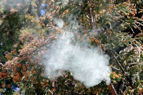 Cedar Trees Exploding With Pollen