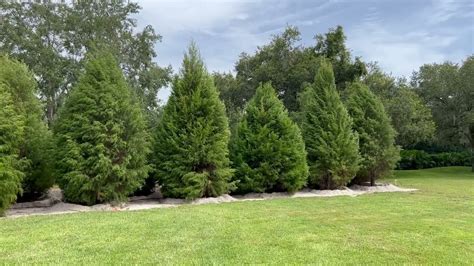 Cedar Trees For Privacy Screen