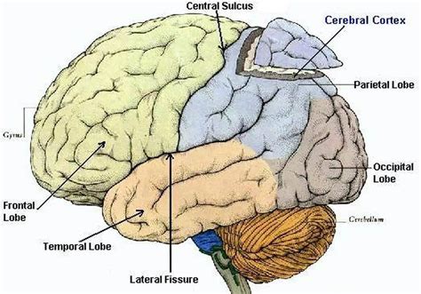 7 Secrets to Unlocking Your Cerebral Cortex Potential
