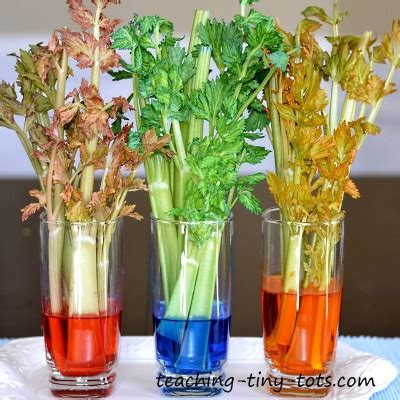 Celery Absorption Experiment