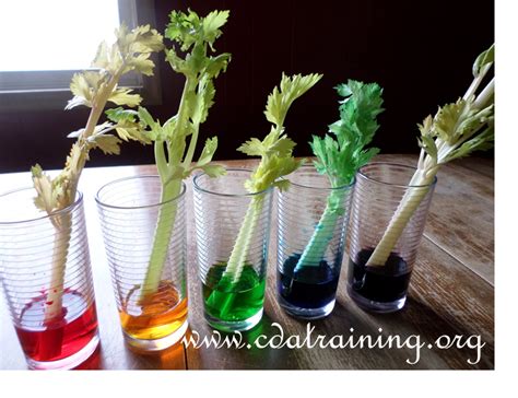 Celery Experiment Year 3