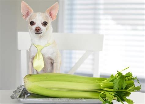 Celery Good For Your Dog