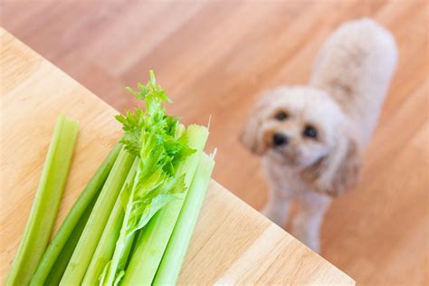 Celery Healthy For Dog