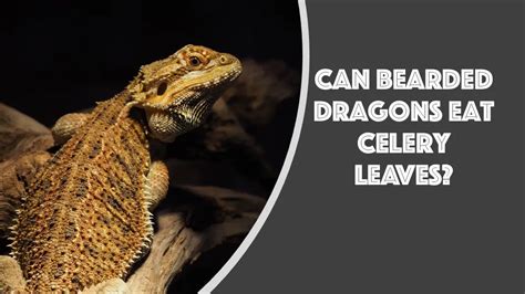 Celery Leaves Bearded Dragons