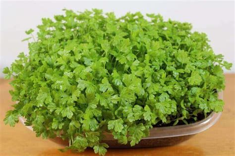Celery Micro Herb