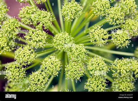 Celery Plant Flower