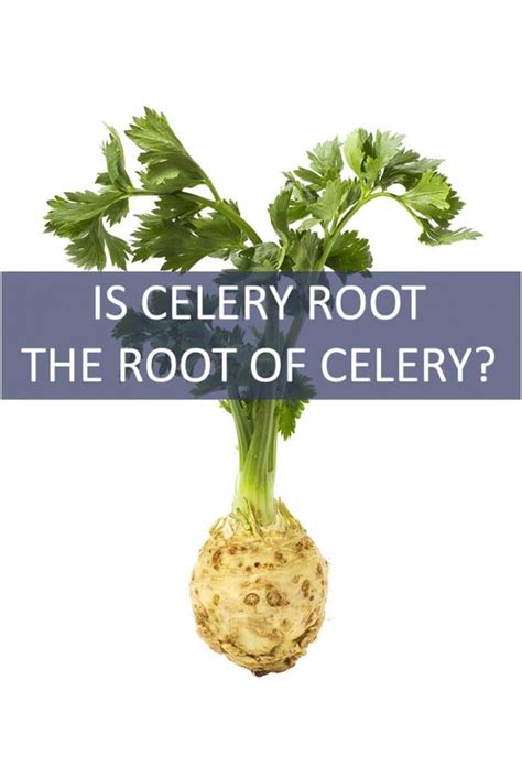 Celery Root Name