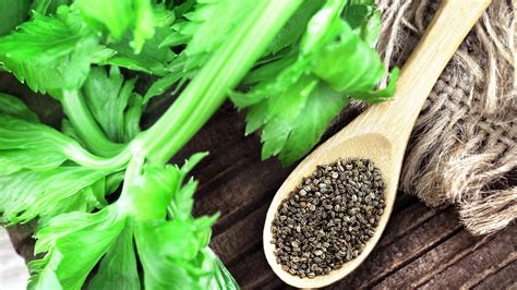 Celery Seed Nederlands