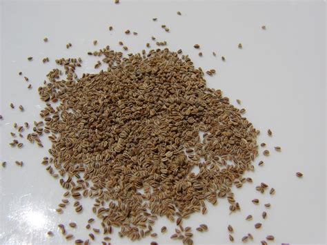 Celery Seed O Que E