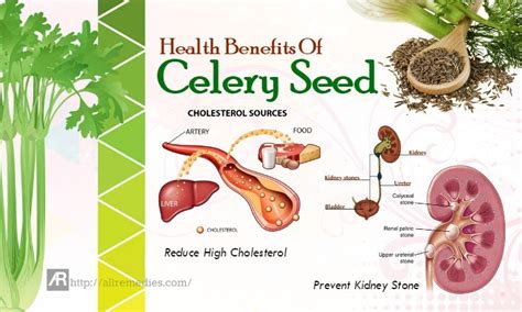 Celery Seed Supplements Benefits