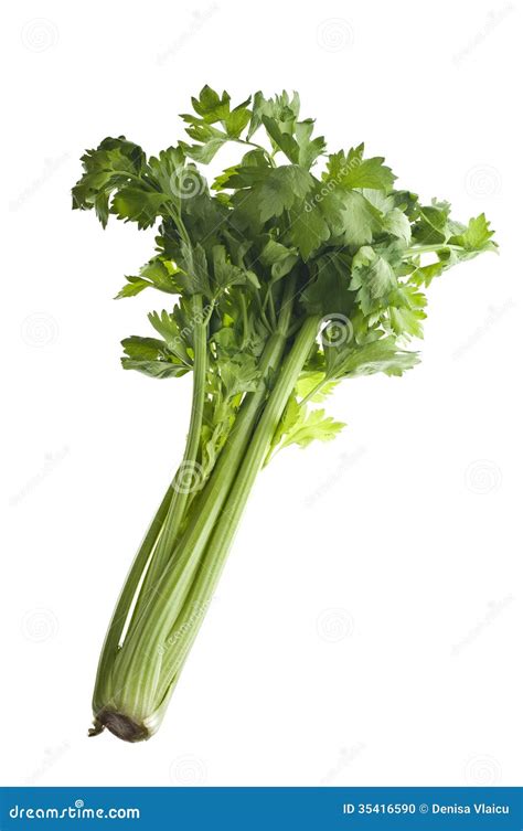 Celery Stalk Picture