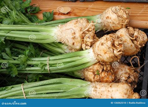 Celery Stalk With Roots