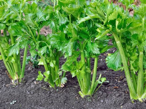 Celery Tree Images