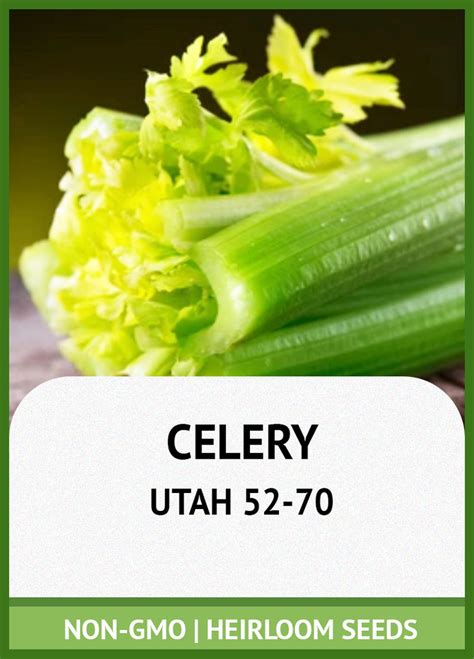 Celery Utah 52-70