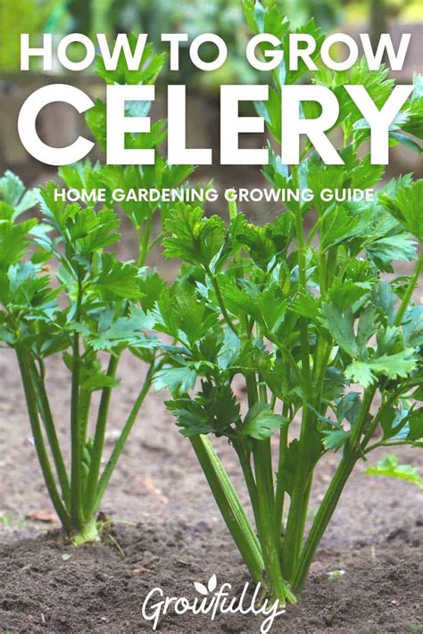 Celery Zone 9B