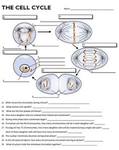 Cell Cycle Labeling Worksheet Answers Biology Corner
