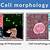 cell morphology definition simple
