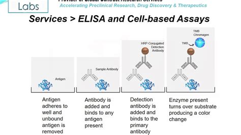 Cell Based Assay Vs Elisa