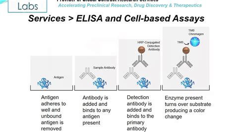 cell based elisa binding assay