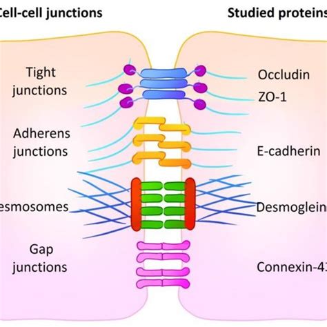 Cell Cell Junctions