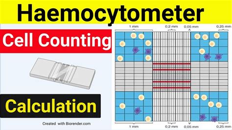 Cell Counting Calculation Hemocytometer