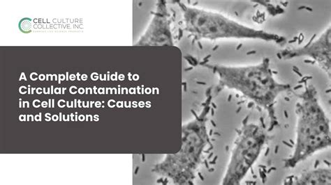 Cell Culture Surface Contamination