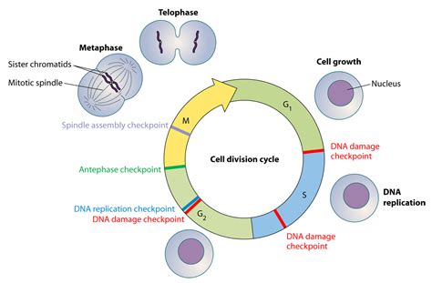 Cell Cycle Checkpoints Control