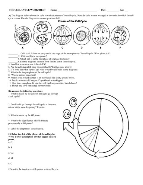 cell cycle diagram worksheet answers