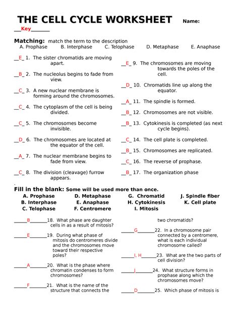 cell cycle worksheet answers