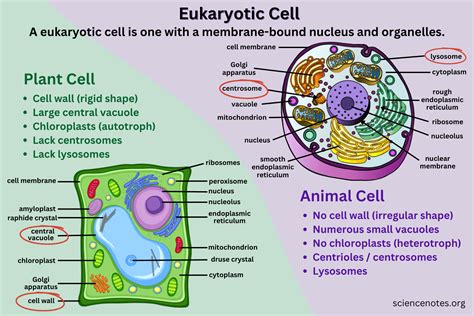 Cell Definition With Example