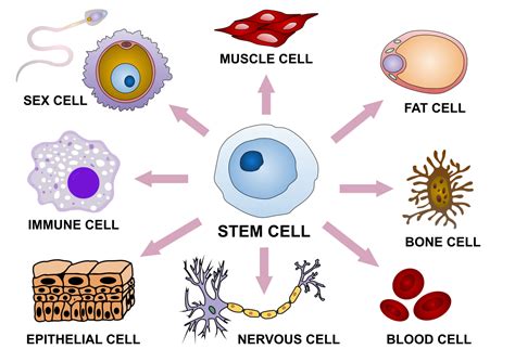 cell differentiation definition