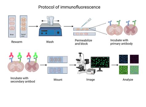 Cell Immunofluorescence Protocol