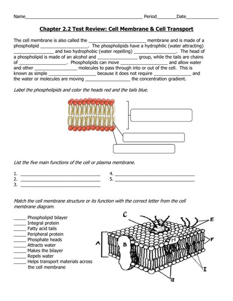 cell membrane and tonicity worksheet quizlet